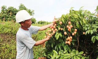 Hơn 20 tấn vải sớm Phúc Hòa được xuất khẩu sang thị trường Mỹ